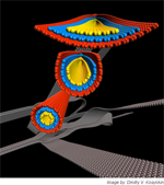 Birth of NanoRibbons with black background thumbnail